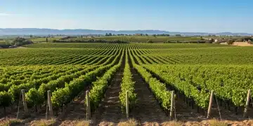 Viñedos españoles al atardecer, simbolizando la riqueza de las Denominaciones de Origen de vinos.